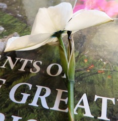 Aristea cantharophila