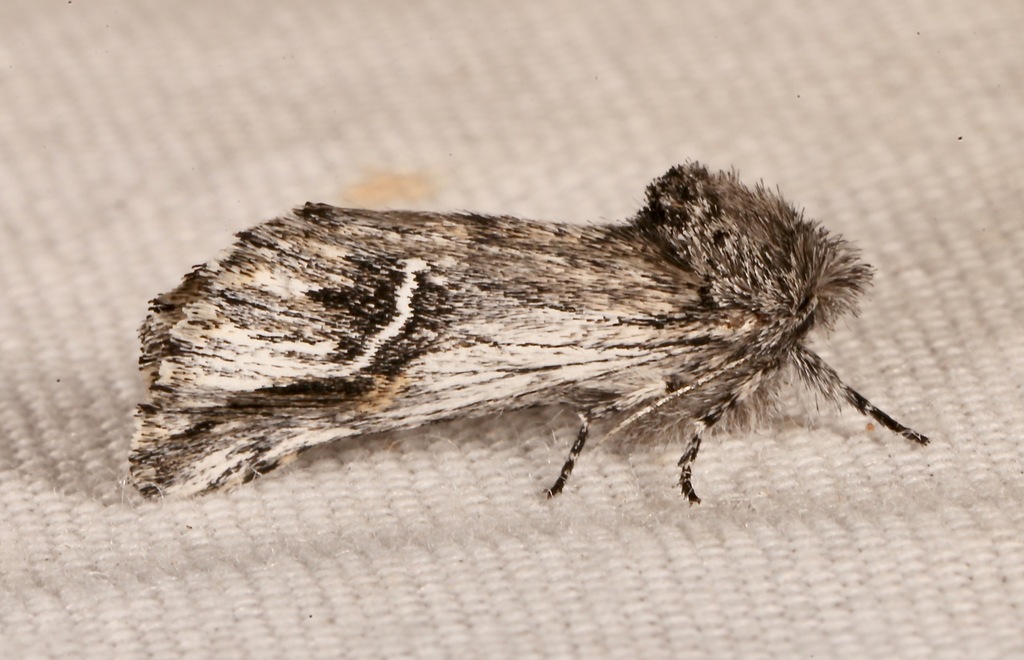 Ursia noctuiformis