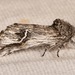 Ursia noctuiformis - Photo (c) Laura Gaudette, some rights reserved (CC BY), uploaded by Laura Gaudette