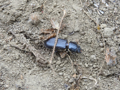 Odontotaenius