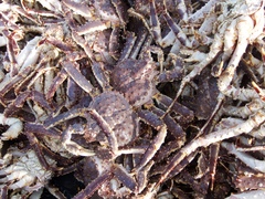 Paralithodes camtschaticus