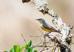 Pygmy Sunbird photo 3