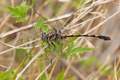 Progomphus obscurus