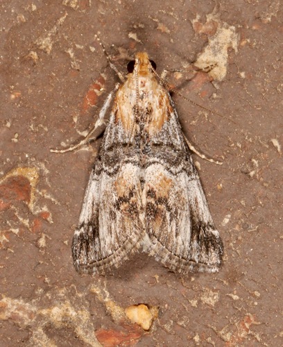 Toripalpus trabalis photo 4