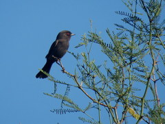 Knipolegus striaticeps