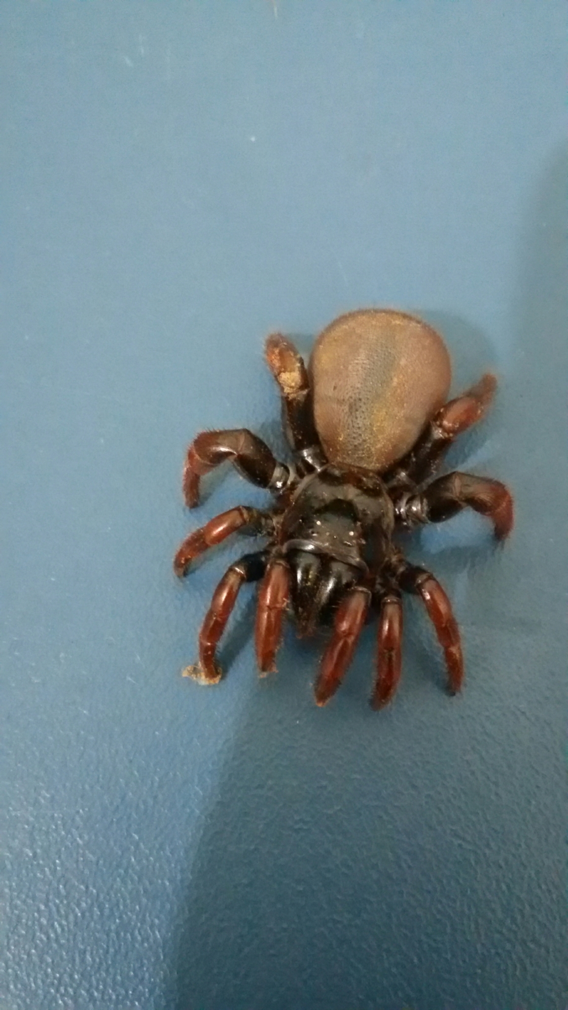 Actinopus pusillus Mello-Leitão, 1920