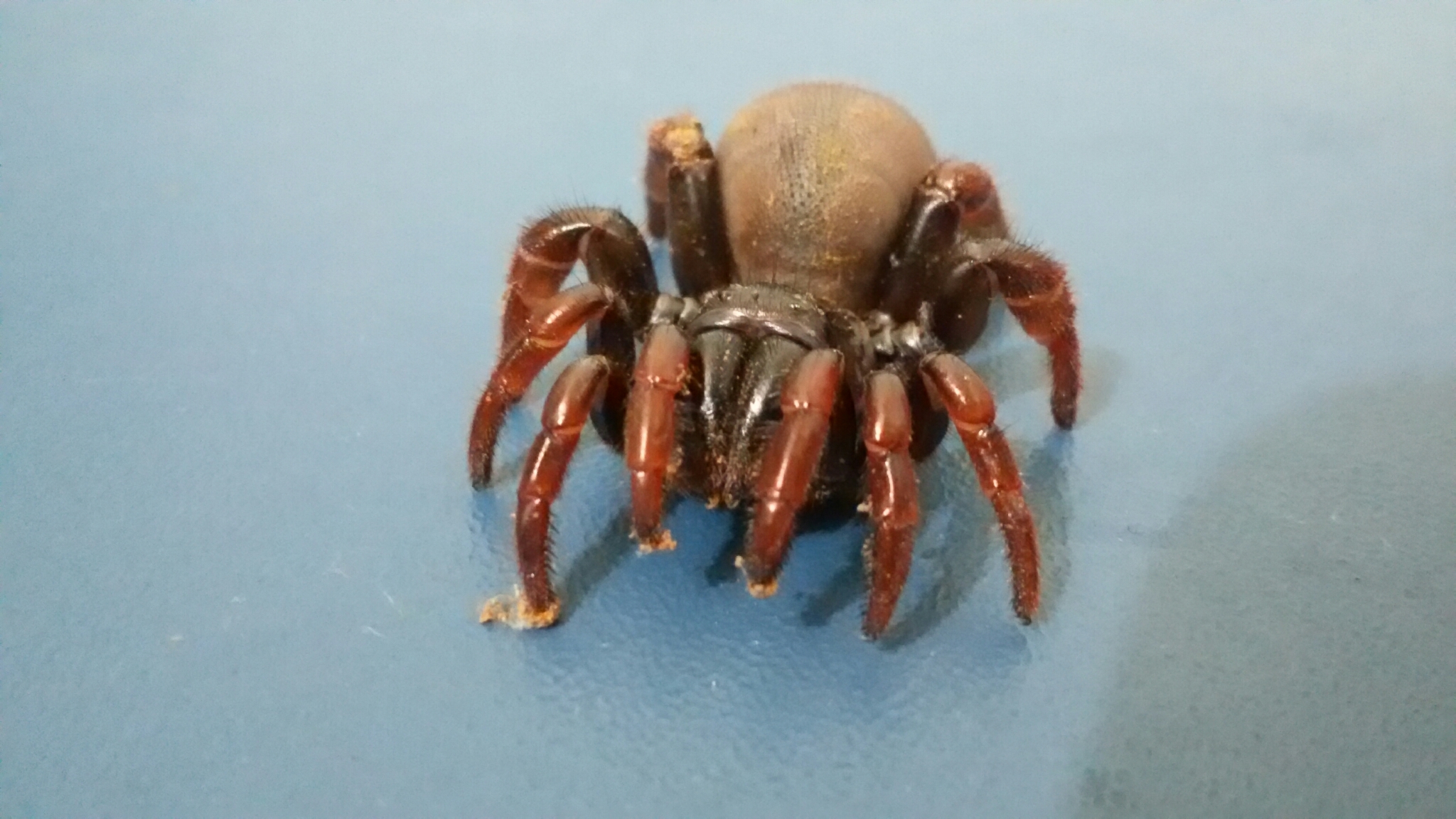 Actinopus pusillus Mello-Leitão, 1920