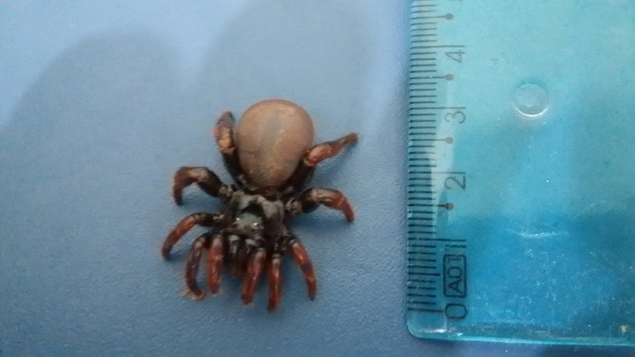 Actinopus pusillus Mello-Leitão, 1920