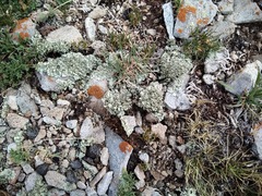 Xanthoparmelia wyomingica