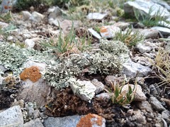 Xanthoparmelia wyomingica