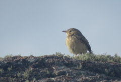 Anthus hellmayri
