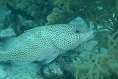Epinephelus guttatus