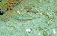 Gnatholepis thompsoni