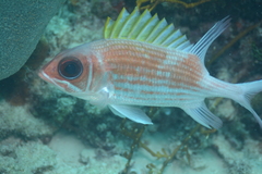 Holocentrus adscensionis