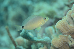 Hypoplectrus unicolor