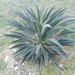 Smooth Agave - Photo (c) Alex Pérez Romo, some rights reserved (CC BY-NC)