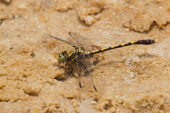 Progomphus obscurus