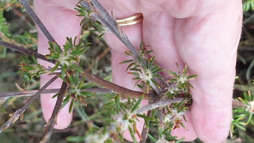 Image of Phyllota pleurandroides by (c) Rosalie Lawrence, some rights reserved (CC BY)