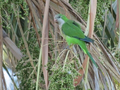 Myiopsitta monachus