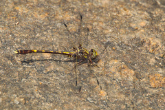 Progomphus obscurus