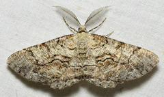 Cymatophora approximaria
