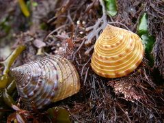 Calliostoma zizyphinum