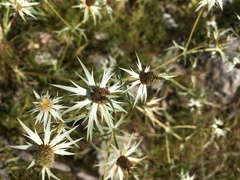 Eryngium heterophyllum