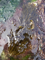 Dictyopteris polypodioides