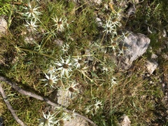 Eryngium heterophyllum