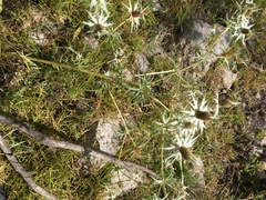 Eryngium heterophyllum