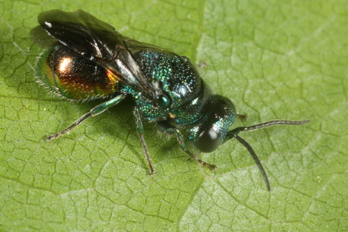Pseudomalus triangulifer