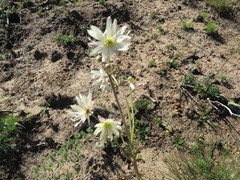 Knowltonia anemonoides