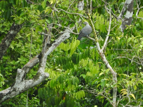 Grey Imperial Pigeon (Ducula pickeringii), photo 2