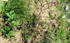 Knowltonia anemonoides