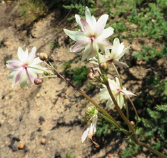 Knowltonia anemonoides