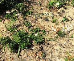 Knowltonia anemonoides