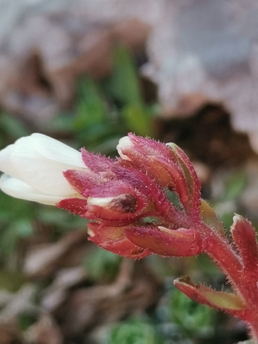 Image of Saxifraga marginata by (c) Ljaž, some rights reserved (CC BY)