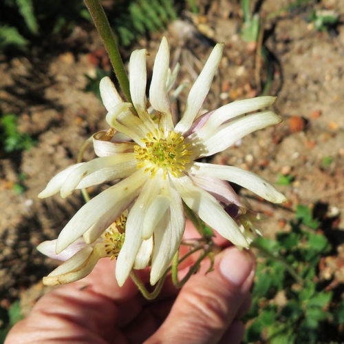 Image of Knowltonia anemonoides by (c) linkie, some rights reserved (CC BY)