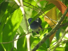 Hypothymis azurea aeria
