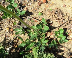 Knowltonia anemonoides