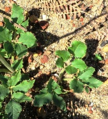 Knowltonia anemonoides