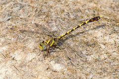 Progomphus obscurus