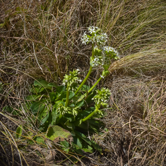 Sebaea spathulata