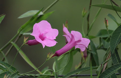 Rhabdadenia madida