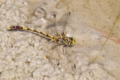 Progomphus obscurus
