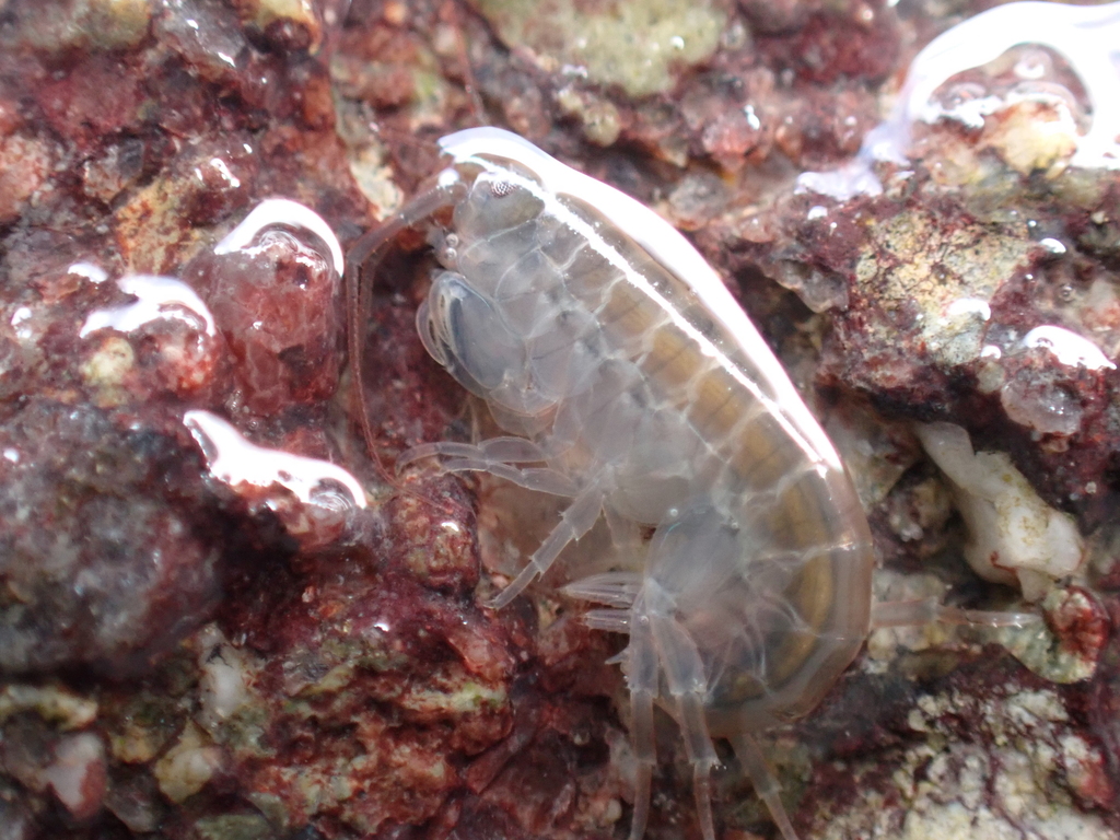 Amphipods from Sunshine Coast QLD, Australia on April 28, 2023 at 01:36 ...