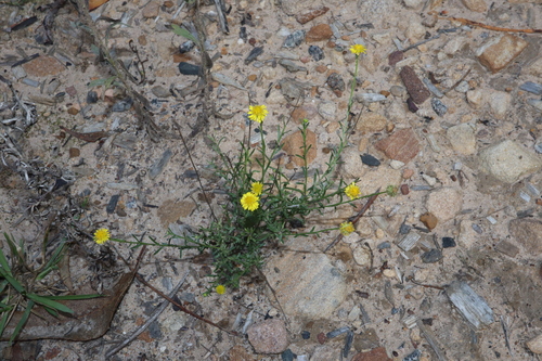 Image of Calotis lappulacea by (c) Thomas Mesaglio, some rights reserved (CC BY)