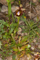 Ophrys speculum