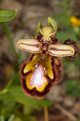 Ophrys speculum