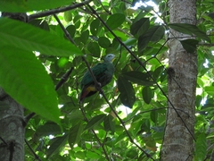Ptilinopus melanospilus